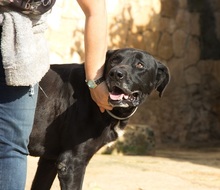 MENUT, Hund, Perro de Pastor Mallorquin-Mix in Spanien - Bild 2