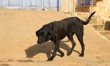 MENUT, Hund, Perro de Pastor Mallorquin-Mix in Spanien - Bild 4