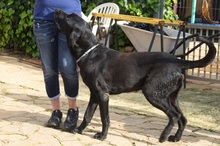 MENUT, Hund, Perro de Pastor Mallorquin-Mix in Spanien - Bild 5