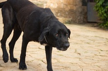MENUT, Hund, Perro de Pastor Mallorquin-Mix in Spanien - Bild 6