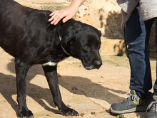 MENUT, Hund, Perro de Pastor Mallorquin-Mix in Spanien - Bild 7