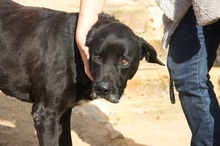 MENUT, Hund, Perro de Pastor Mallorquin-Mix in Spanien - Bild 8