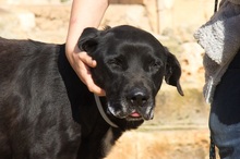 MENUT, Hund, Perro de Pastor Mallorquin-Mix in Spanien - Bild 9