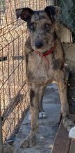 CURRO, Hund, Mischlingshund in Spanien - Bild 1