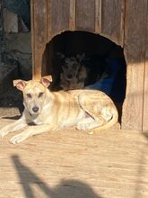 RUFUS, Hund, Mischlingshund in Spanien - Bild 3