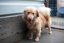 DINO, Hund, Mischlingshund in Rumänien - Bild 1