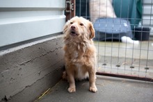 DINO, Hund, Mischlingshund in Rumänien - Bild 4