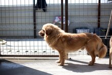 DINO, Hund, Mischlingshund in Rumänien - Bild 5