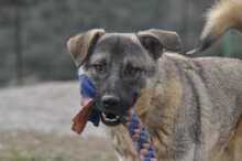SANTOS, Hund, Mischlingshund in Griechenland - Bild 1