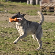 SANTOS, Hund, Mischlingshund in Griechenland - Bild 11