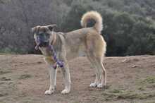 SANTOS, Hund, Mischlingshund in Griechenland - Bild 2