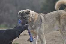 SANTOS, Hund, Mischlingshund in Griechenland - Bild 3