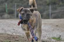 SANTOS, Hund, Mischlingshund in Griechenland - Bild 4