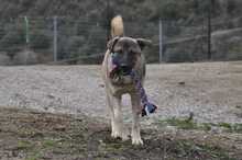 SANTOS, Hund, Mischlingshund in Griechenland - Bild 5