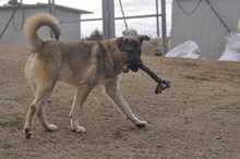 SANTOS, Hund, Mischlingshund in Griechenland - Bild 6