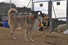 SANTOS, Hund, Mischlingshund in Griechenland - Bild 7