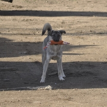 SANTOS, Hund, Mischlingshund in Griechenland - Bild 8