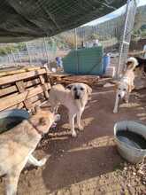 ANTON, Hund, Mischlingshund in Griechenland - Bild 1