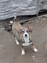 GANDALF, Hund, Mischlingshund in Rumänien - Bild 1