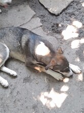 GANDALF, Hund, Mischlingshund in Rumänien - Bild 10