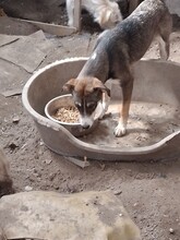GANDALF, Hund, Mischlingshund in Rumänien - Bild 11