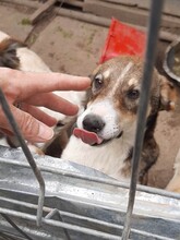 GANDALF, Hund, Mischlingshund in Rumänien - Bild 12