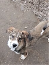 GANDALF, Hund, Mischlingshund in Rumänien - Bild 13