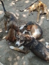 GANDALF, Hund, Mischlingshund in Rumänien - Bild 14