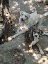 GANDALF, Hund, Mischlingshund in Rumänien - Bild 15