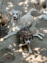 GANDALF, Hund, Mischlingshund in Rumänien - Bild 16