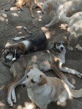 GANDALF, Hund, Mischlingshund in Rumänien - Bild 17
