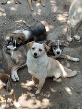 GANDALF, Hund, Mischlingshund in Rumänien - Bild 18