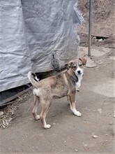 GANDALF, Hund, Mischlingshund in Rumänien - Bild 19