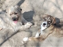 GANDALF, Hund, Mischlingshund in Rumänien - Bild 20