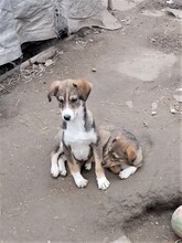 GANDALF, Hund, Mischlingshund in Rumänien - Bild 21