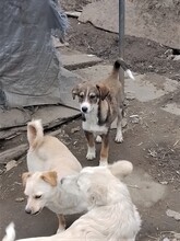 GANDALF, Hund, Mischlingshund in Rumänien - Bild 22