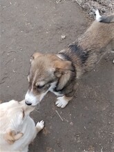 GANDALF, Hund, Mischlingshund in Rumänien - Bild 23