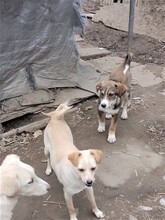 GANDALF, Hund, Mischlingshund in Rumänien - Bild 24