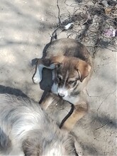 GANDALF, Hund, Mischlingshund in Rumänien - Bild 25