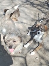 GANDALF, Hund, Mischlingshund in Rumänien - Bild 27