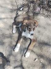 GANDALF, Hund, Mischlingshund in Rumänien - Bild 28