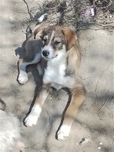 GANDALF, Hund, Mischlingshund in Rumänien - Bild 29