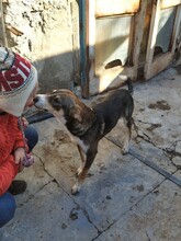 GANDALF, Hund, Mischlingshund in Rumänien - Bild 3