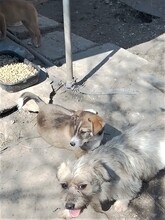 GANDALF, Hund, Mischlingshund in Rumänien - Bild 31