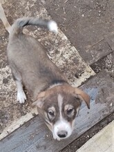 GANDALF, Hund, Mischlingshund in Rumänien - Bild 33