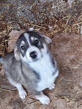 GANDALF, Hund, Mischlingshund in Rumänien - Bild 34