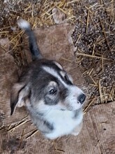 GANDALF, Hund, Mischlingshund in Rumänien - Bild 35