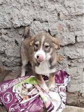 GANDALF, Hund, Mischlingshund in Rumänien - Bild 36