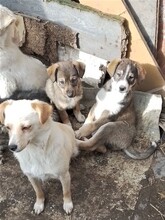 GANDALF, Hund, Mischlingshund in Rumänien - Bild 37