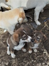 GANDALF, Hund, Mischlingshund in Rumänien - Bild 38